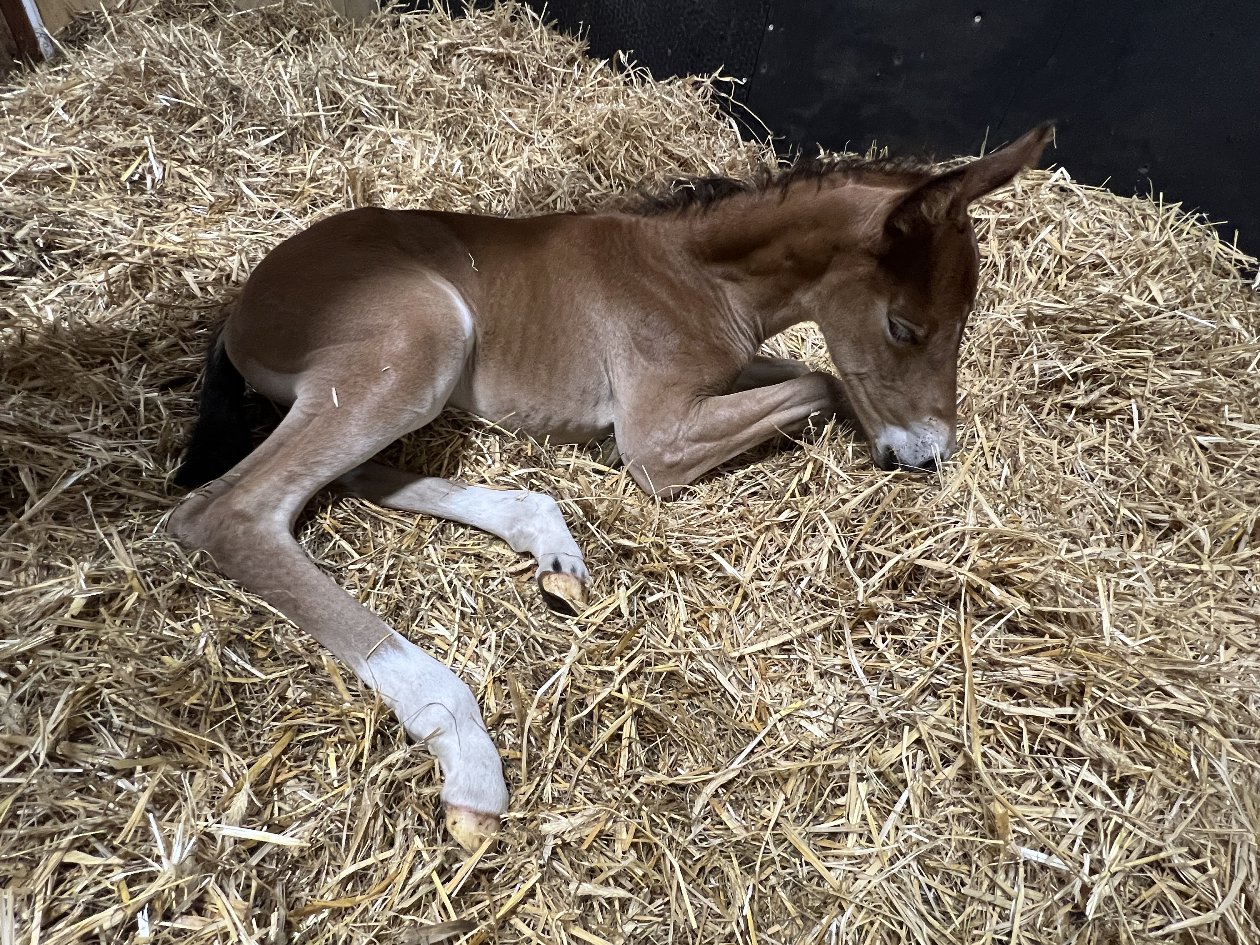 La Magia di Speranza